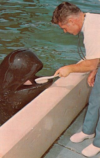 C21 - 7371,  Doctor Marineland Of Florida Whales.