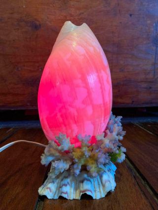 Vintage Australian Coral Sea Conch Shell Lamp Rare 50s 60s Light Kitsch Tiki