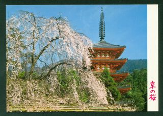 Cherry Blossom Daigoji Temple Kyoto Japan Five Story Pagoda Japanese Postcard