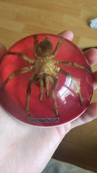 Vintage Tarantula Spider Specimen In Lucite Dome Paperweight Decor Horror Scary