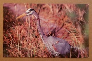 Postcard: Great Blue Heron Corkscrew Swamp Sanctuary Florida (photo/litho Era)