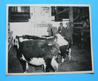 Wytheville,  Va Livestock Market 8 X 10 " Glossy Gelatin Silver Photograph 1950s