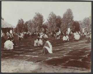 Zanzibar Vintage Photo - Cloves Processing 18 X 23 Cm