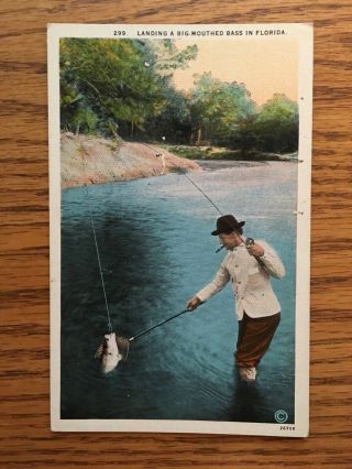 White Border Postcard Landing A Big - Mouthed Bass In Florida - Unposted