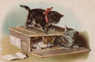 Early Litho Postcard Kittens Cats Play 1907 Cute & Different Pc Image