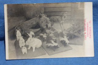 Circa 1906 J R Bechtel Taxidermist,  Slatedale Pa Advertising Real Photo Postcard