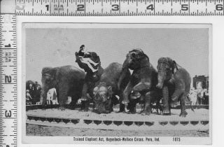Hagenbeck - Wallace Circus - Peru,  Indiana - Circus Elephants - Photo - Tone 1933