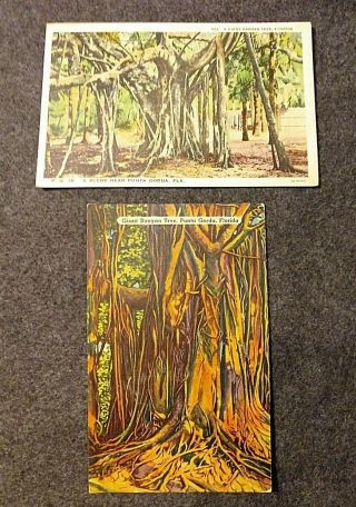 Vintage Postcards,  (2) Uncirculated Linen,  Punta Gorda,  Florida,  Banyan Tree