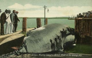 South Africa,  Durban,  Whaling Industry,  Whale On Landing Ship (1910s) Postcard