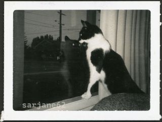 Cat Looking Out Window Spooky Eyes Reflection Vintage B&w Polaroid Photo