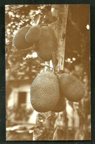 Bandjermasin Rppc Nangka Jackfruit Borneo Indonesia 20s Hashimoto