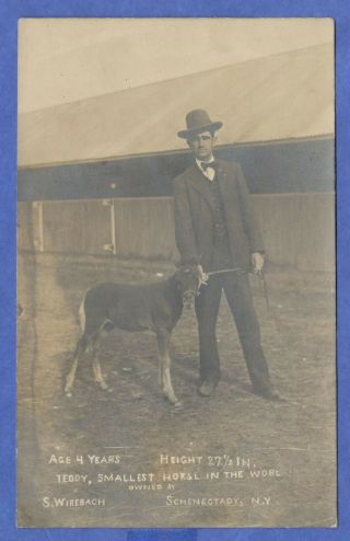 Teddy,  Smallest Horse In The World 27 1/2 Inches Owner S Wirebach,  Rppc Postcard