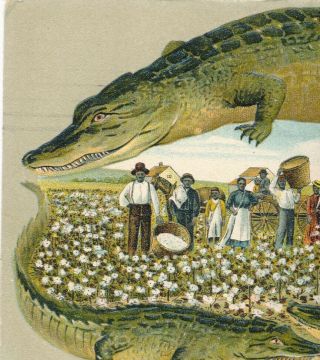 Sunny South Greetings From - Cotton Pickers - 3 Alligators (crocodils?) Eb - 033
