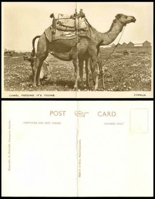 Cyprus C1940 Old Real Photo Postcard Camel Feeding Its Young Baby Cub Camels Map