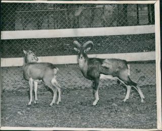 1950 Sheep Desert Woodland Park Zoo Corsica Sardinia Mountain Animals Photo 8x10