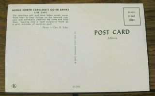 Vintage PC Postcard Live Oaks Coastal Coast Outer Banks North Carolina NC 2