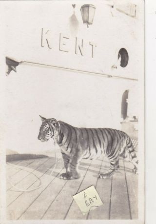 Rare Unusual Old Vintage Photo Military Mascot Tiger Navy Hms Kent Circa 1930 F3
