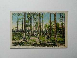 Vintage C.  1945 Linen Pc Turpentine Industry Greetings From Ridgeland,  S.  C.  - Trees
