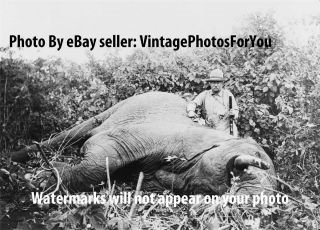 President Theodore Teddy Roosevelt Big Game Safari Africa Elephant Hunt Photo
