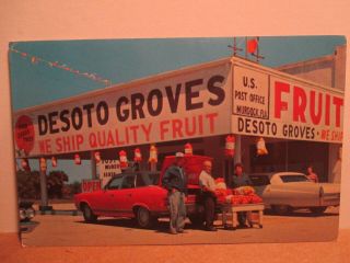 Roadside America Postcard Desoto Groves Arcadia Florida 1972