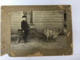 Little Boy With Goat Cart/wagon Harnessed Goats 1906 Cabinet Card Photo