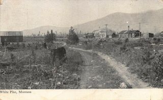 Mt - 1909 Very Rare Early View Of White Pine,  Montana - Sanders County