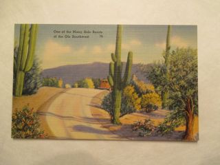 One Of The Many Side Roads Of The Ole Southwest Postcard