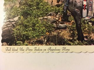 Nez Perce Indian on Appaloosa Horse Vintage Postcard Native American Tribe 4