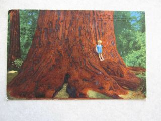 F27 Postcard Father Of The Forest Redwood Tree Child Standing On Big Basin Ca