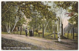 Holyoke Massachusetts Deer Run At Mountain Park Antique Postcard 797
