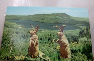 Scenic Jackalope Postcard Old Vintage Card View Standard Souvenir Postal Post Pc