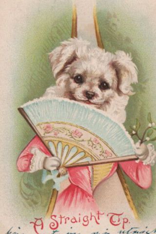 1904 Very Cute Maltese Dressed Puppy Dog W/ Fan 1904 Early Helena Maguire ? Gem