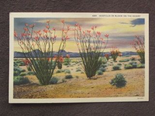 Ocotillo In Bloom In The Desert Vtg Postcard