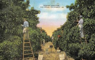 San Diego,  Ca California Workers On Ladders Picking Avocados C1940 