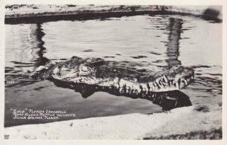 Old Real Photo Postcard Zulu Florida Crocodile Ross Allen 