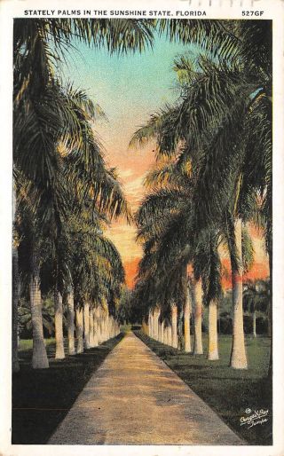 C20 - 3682,  Stately Palms In The Sunshine State,  Florida.