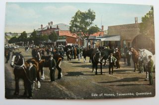 1912 Postcard Of The Of Horses Toowoomba Queensland Australia