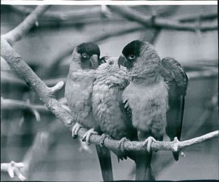 1971 South American Jenday Conure Parakeet Woodland Park Zoo Bird Photo 8x10