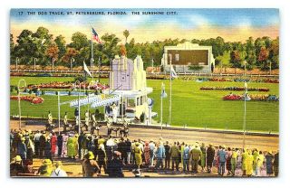 Vintage Postcard The Dog Racing Track St.  Petersburg Florida I9