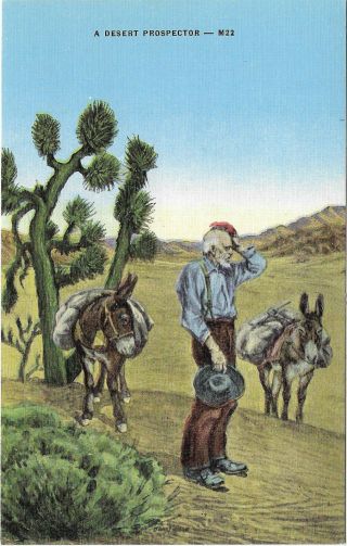 Linen Postcard,  A Desert Prospector With Donkeys And Cactus