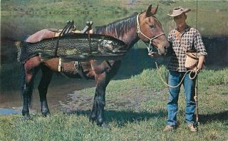 1960s Western Cowboy Horse Fishing Exaggeration Trout Colorado Springs Postcard