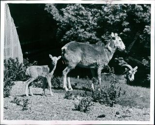 1976 Baby Mouflon Sheep Woodland Park Zoo Lamb Ron Derosa Animal Photo 8x10