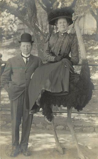 1910 Rppc Tourist Photo Man W/ Wife Seated On Ostrich Cawston 