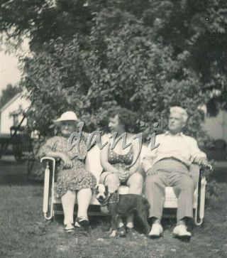 Pit Bull Boston Terrier Dog Guarding Three On A Glider Swing Old Photo