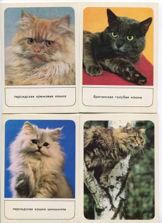 Cats,  Kittens,  Set Of 17 Russian Postcards,  1989