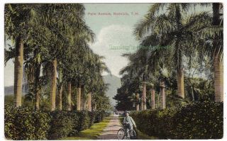 Palm Avenue Honolulu Hawaii Territory - 1910 Postcard
