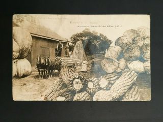1909 Postcard Oklahoma Farm " Bringing In The Sheaves " B&w Parody Postcard