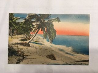 Vintage Postcard Hand Colored The Tropical Shore Winter Park Florida Unposted