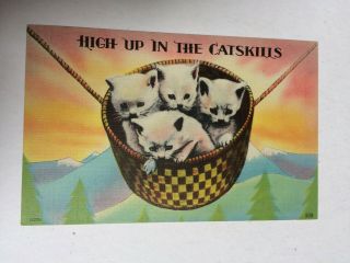 Vintage Linen Postcard,  High Up In The Catskills,  Ny,  Kittens