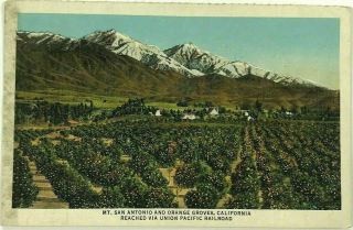 Union Pacific Railroad Mt Mount San Antonio Orange Groves California Ca Postcard